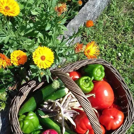 Apartmaji Pri Zivcovih