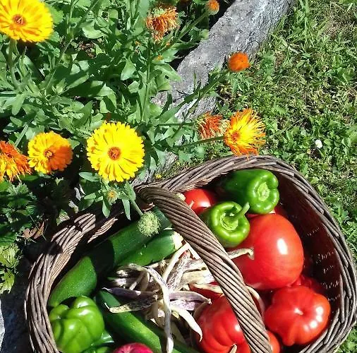 Apartmaji Pri Zivcovih